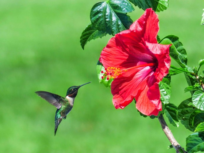 Бражник Крымский Колибри