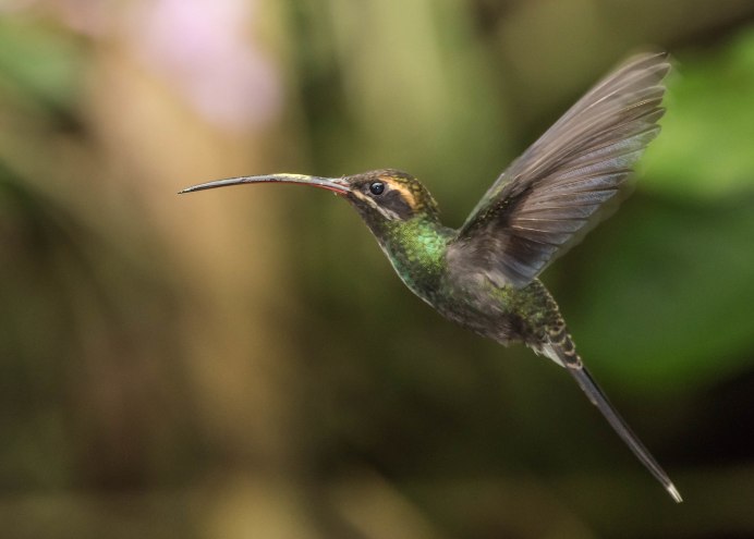 Солнечные Колибри