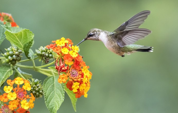 Краснохвостый Колибри