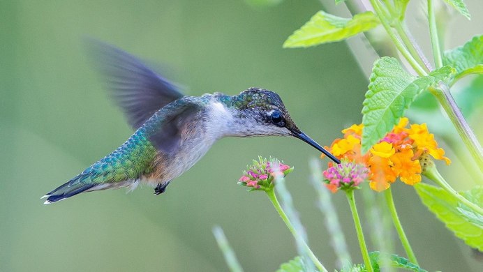 Мутуализм Колибри