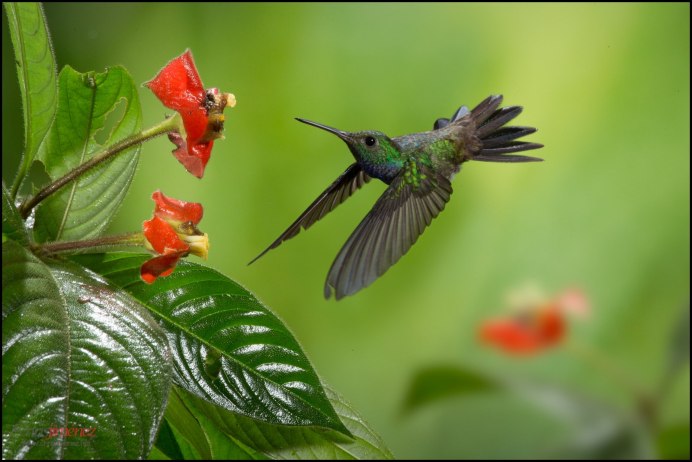 Орлиноклювый Колибри Шри Ланка