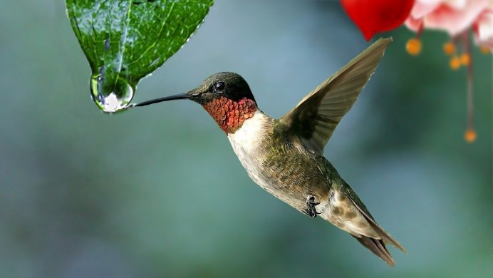 Гибискус и Колибри