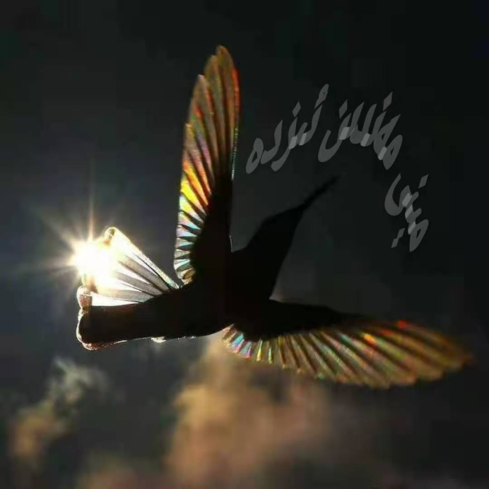 Ракетохвостый Колибри