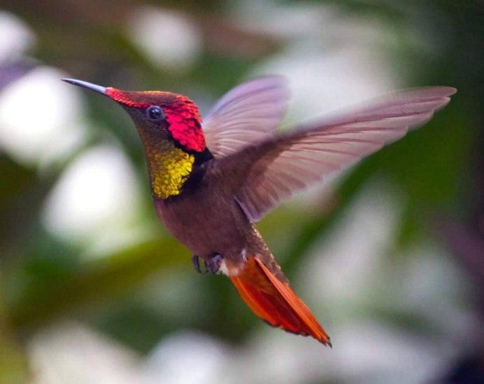 Колибри селасфорус клюв