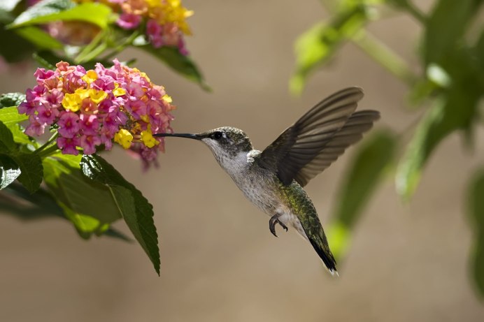 Broad tailed Hummingbird