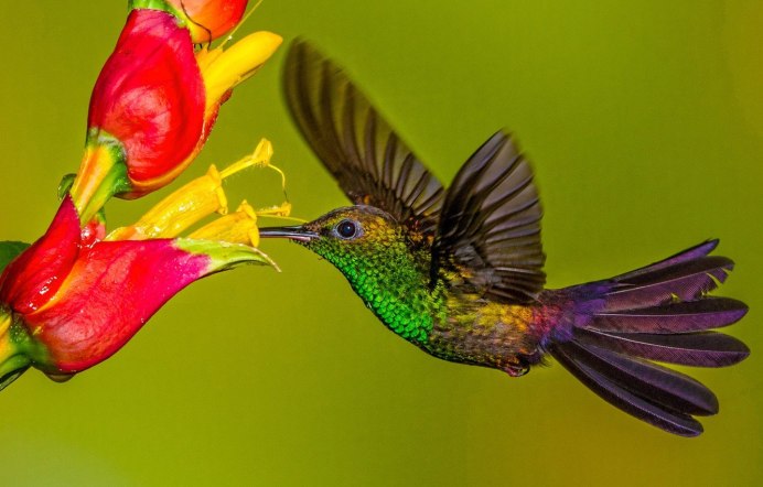 Австралийский Колибри