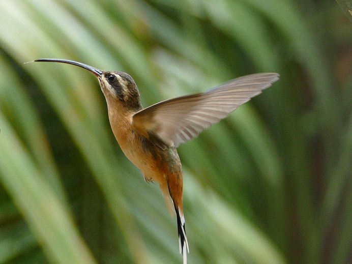 Солнечный Колибри Претра