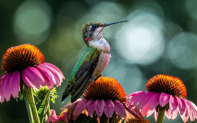 Орлиноклювый Колибри