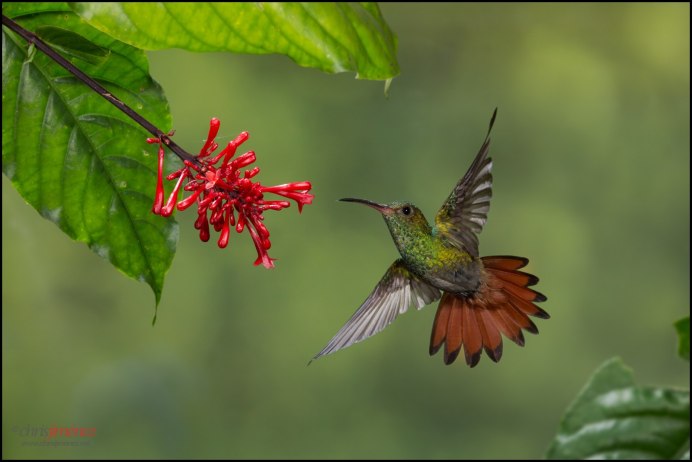 Колибри обои