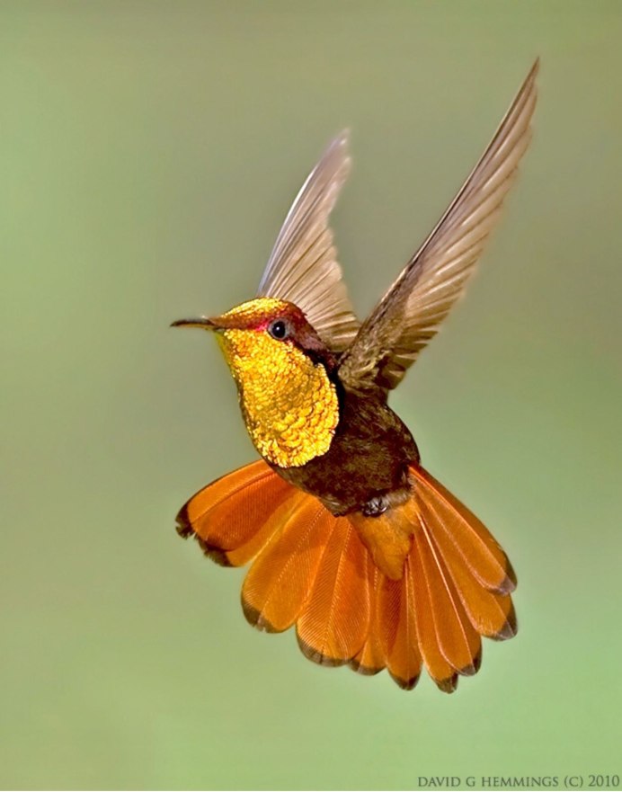 Обои на рабочий стол Колибри