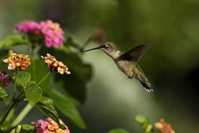 Охристый Колибри птичка
