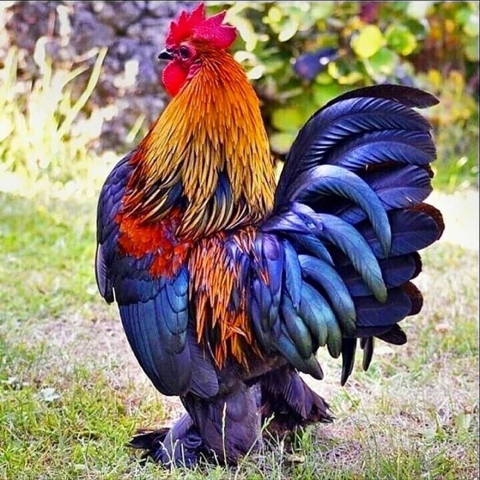 Американский петух