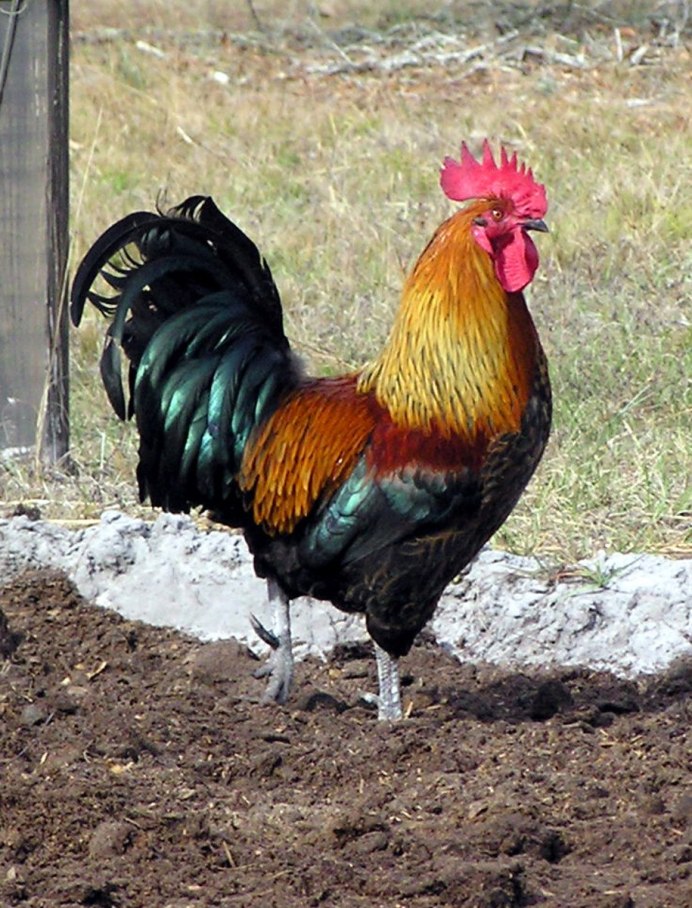 Голландский петух птица
