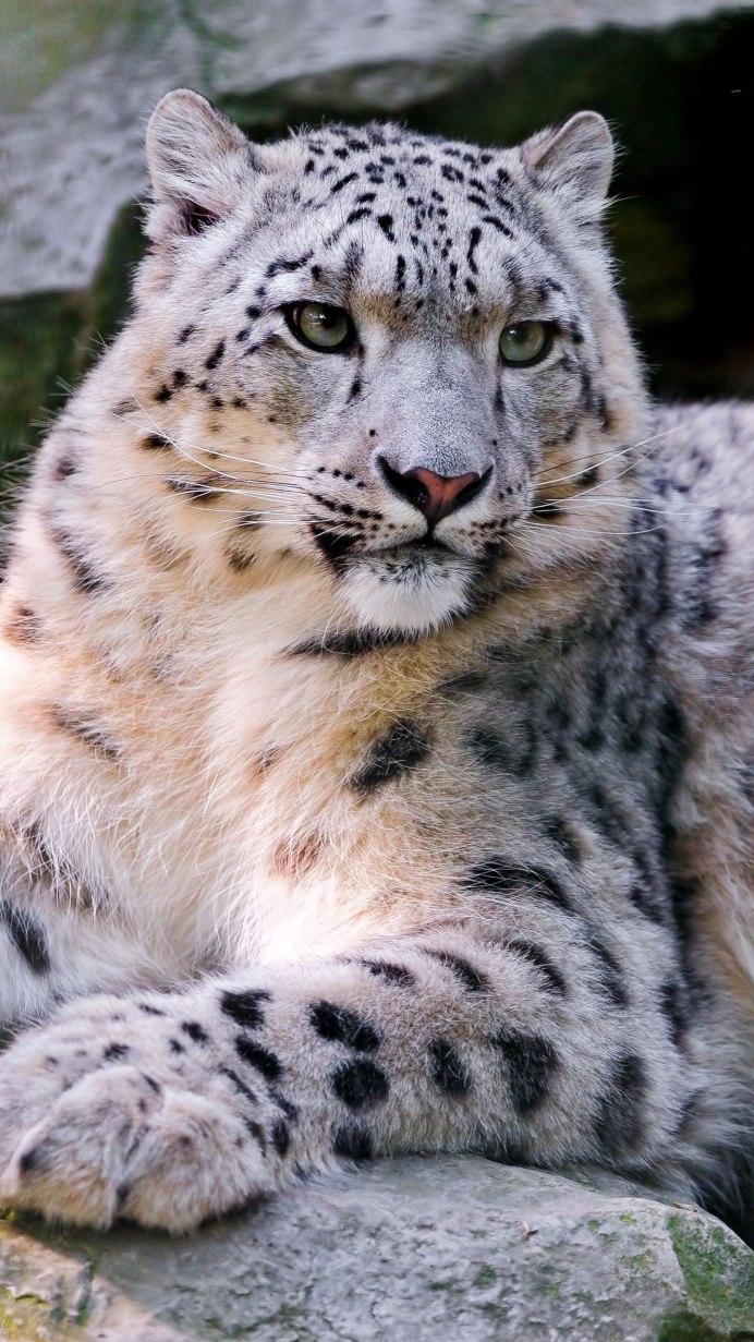 - Снежный Барс (Panthera uncia