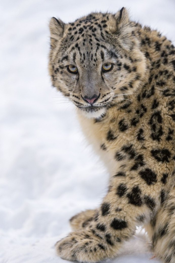 Ирбис, или снежный Барс (uncia uncia, Panthera uncia)