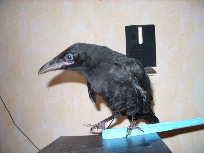 Ворона американская (Corvus brachyrhynchos)