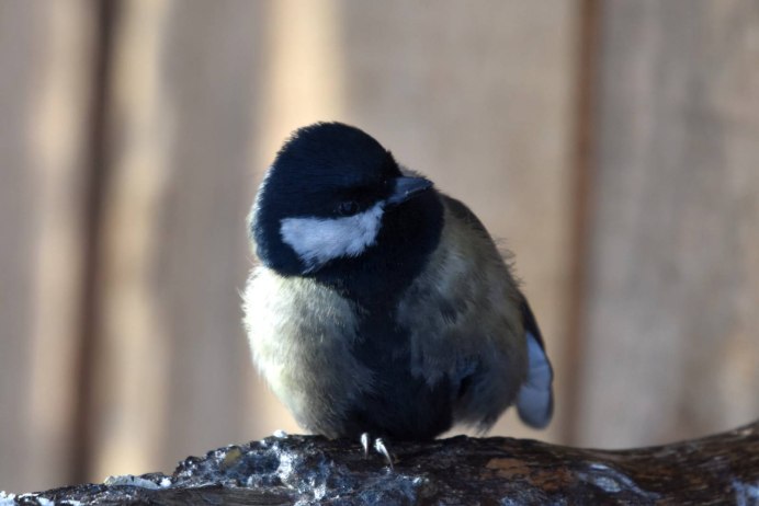 Маленькая синичка лазоревка