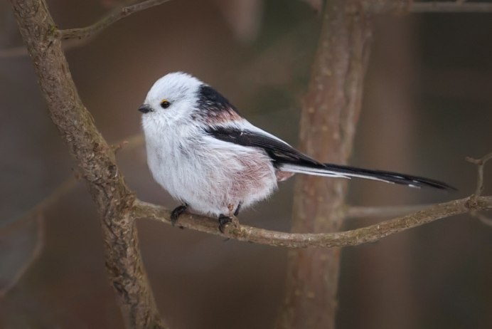 Длиннохвостая синица