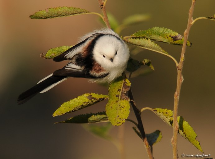 Длиннохвостая синица