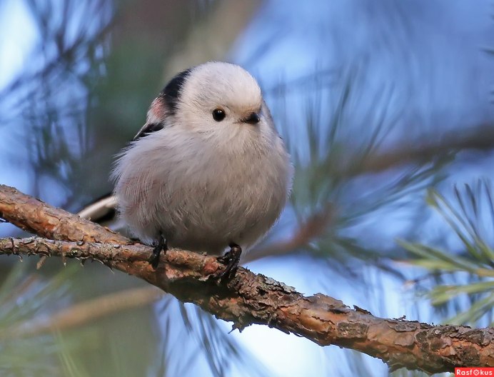 Северная синичка