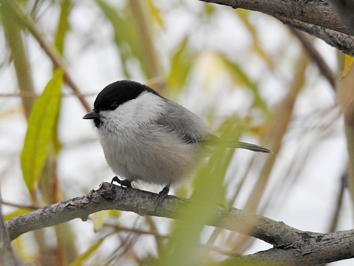 Гнездо гаечки