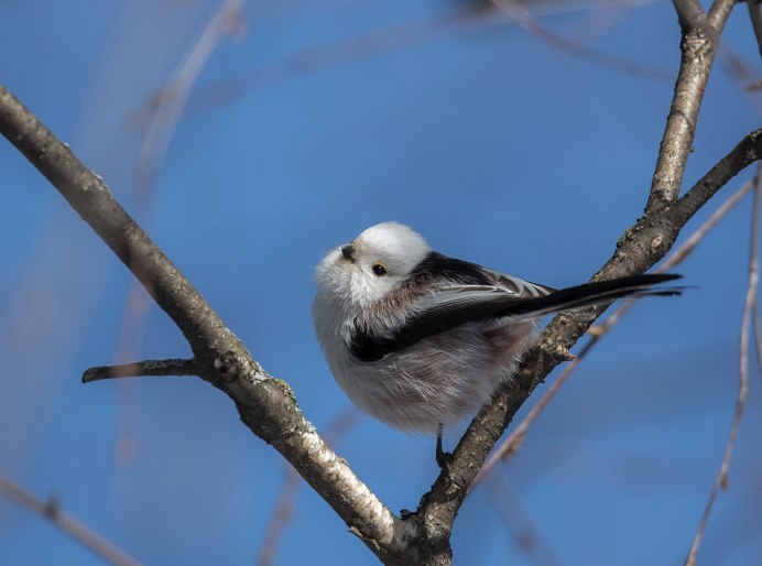 Синица лазоревка фото