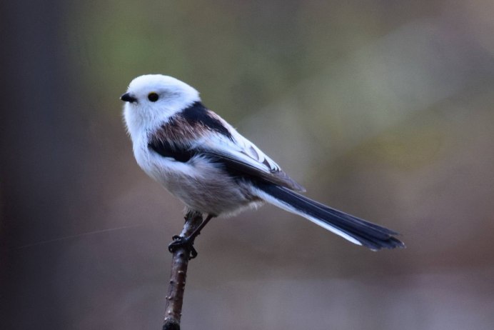 Шима-энага японская