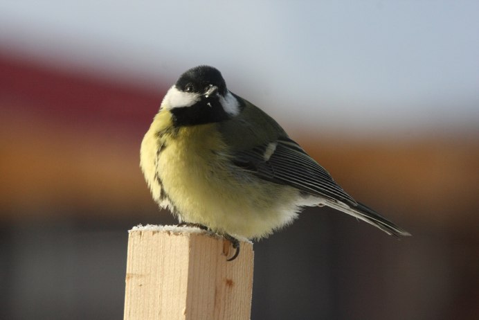 Синица ополовник