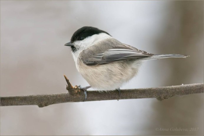Пиренейская длиннохвостая синица