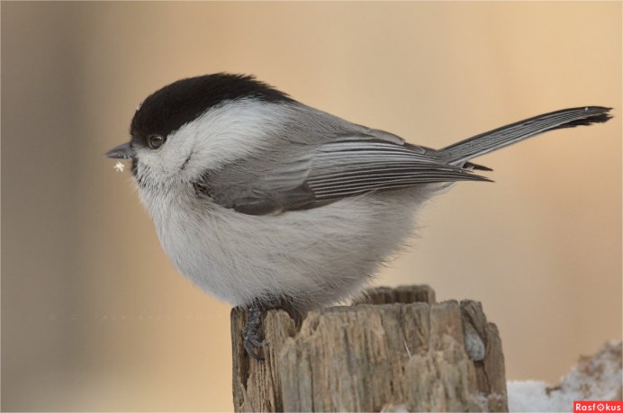 Синица лазоревка