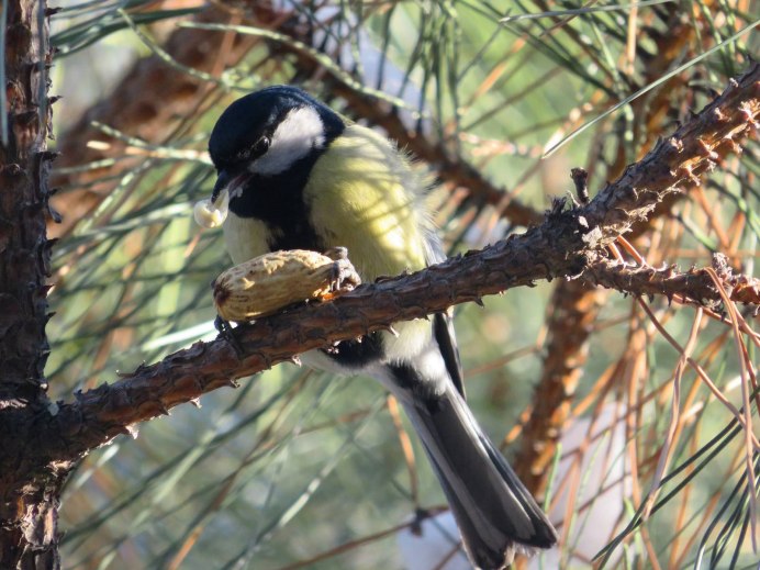 Длиннохвостая синица Аполлоновка