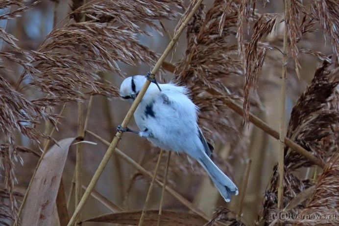 Синица длиннохвостая, или ополовник (Aegithalos caudatus)