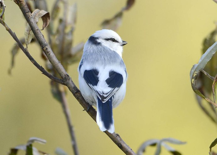 Синица ополовник