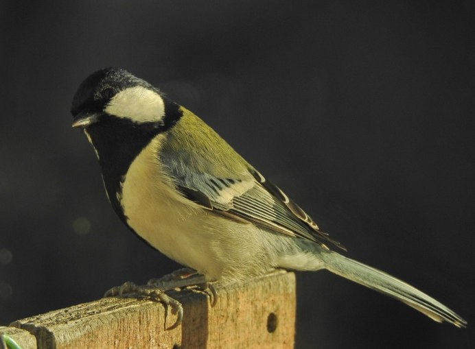 Ивовая синица