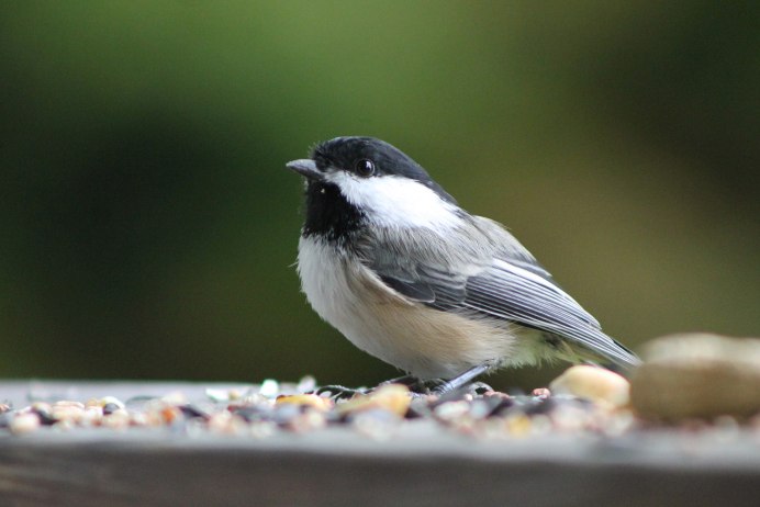 Длиннохвостая синица