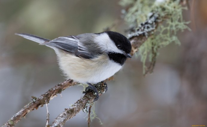 Синица ополовник