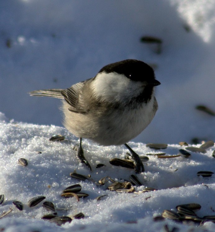 Синицы на размытом фоне