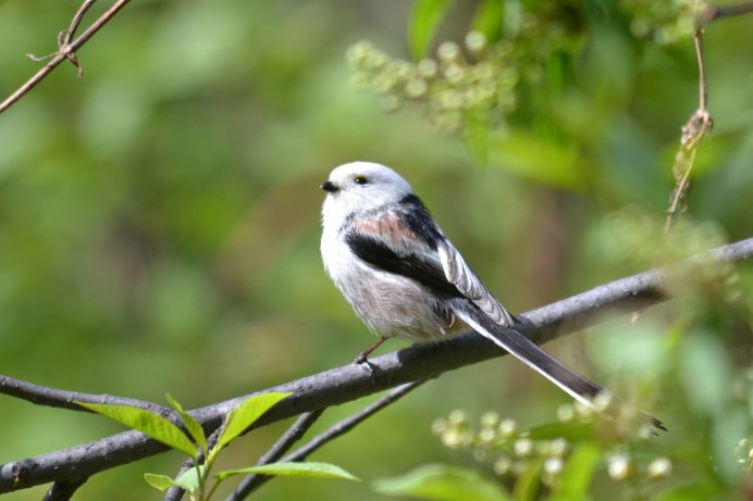 Буроголовая гаичка