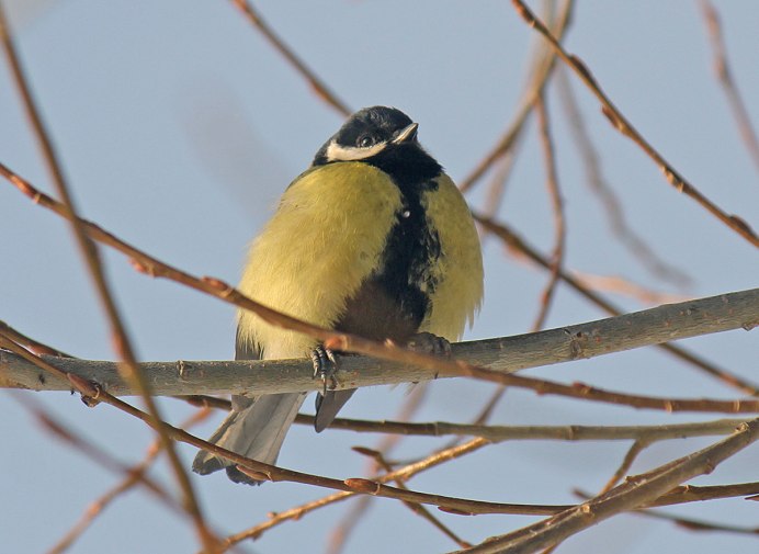 Белоголовая мохуа
