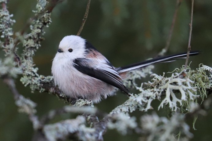 Синичка ополовник