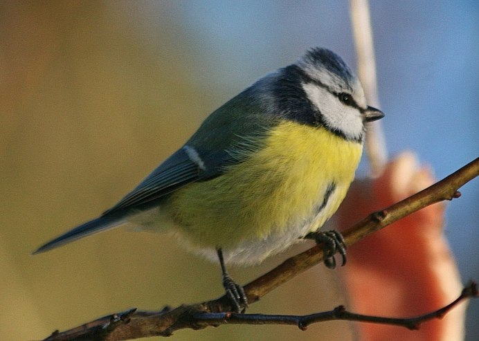 Белая синица