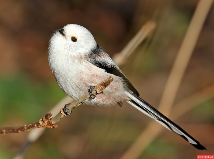 Большая синица фото зимой