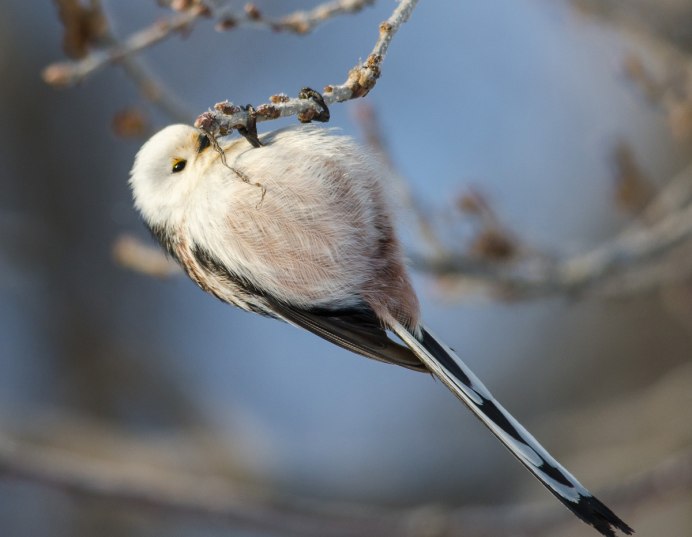 Ивовая синица