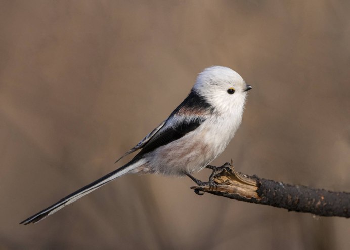 Буроголовая гаичка пухляк