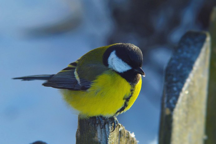 Кавказская длиннохвостая синица