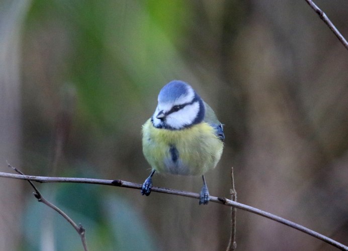 Белоголовая синица