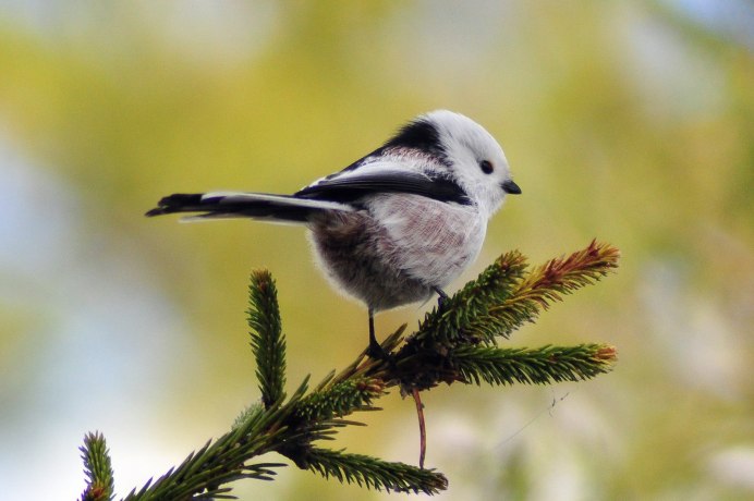 Ополовник Aegithalos caudatus
