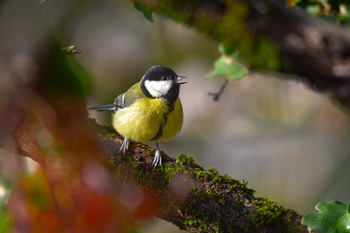 Маятниковые синицы