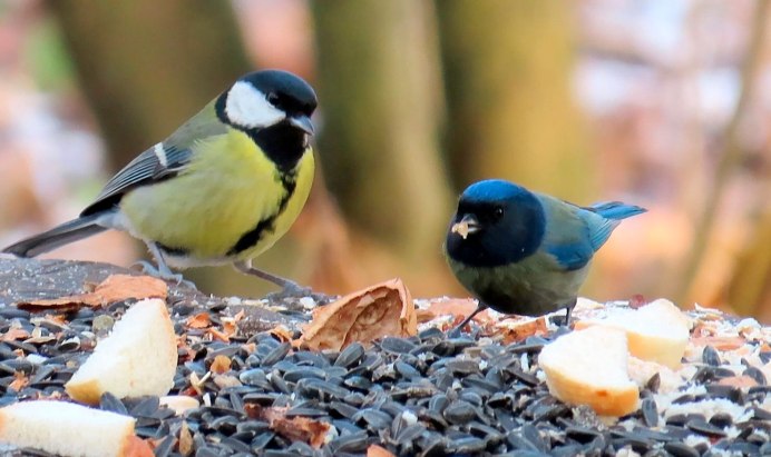 Длиннохвостая синица