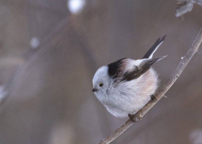 Длиннохвостая синица